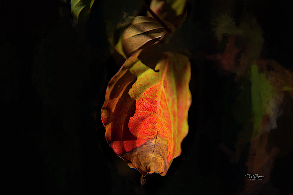 Intimate Autumn 2 by Bill Posner Intimate Autumn 2 by Bill Posner