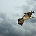 Osprey on the Hunt